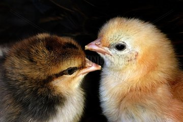 One day old chick [AT]