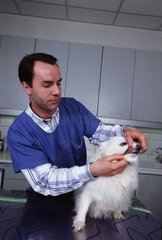 Tierarzt untersucht den Gebiss eines Hundes