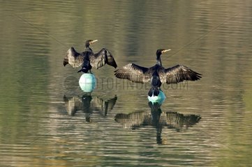 Große Cormoraner auf Lac du Causse Frankreich