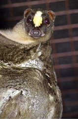 Philippine flying lemur in cage Philippines