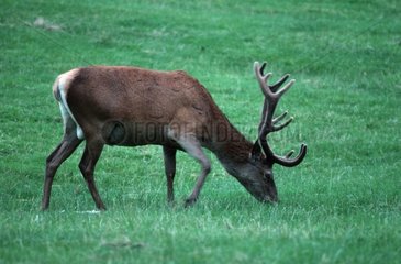 Red deer grazing Eastnor Estate UK
