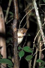 Mouse Lemur in a tree Madagascar