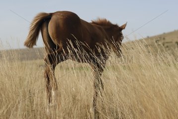 Arab Foal walking in a meadow