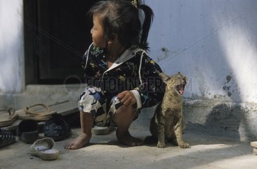 Junge Tabby -Katze Baillant mit Abmessungen eines jungen Menschen in Kampuchean