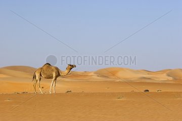 Dromedary in dunes Al Ain United Arab Emirates