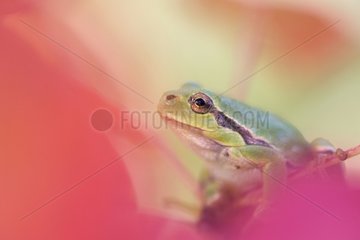 European Tree Frog on an autumn leave Germany