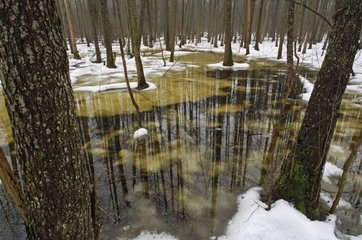 River and snow melting in undergrowth Bialowieza Poland