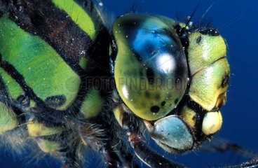 Detail head and thorax side view of Emperor Dragonfly Europe