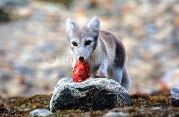 Renard polaire mangeant de la viande Sydkap Groenland