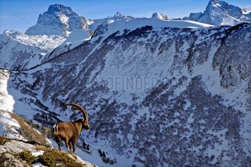 MÃ¤nnliches Ibex auf Aravis im Winter Frankreich