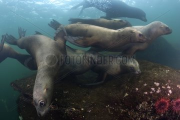 Steller sea lions Pacific Ocean Canada