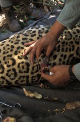 Extraktion von Myiasis aus einem yucatàn mexischen Jaguar