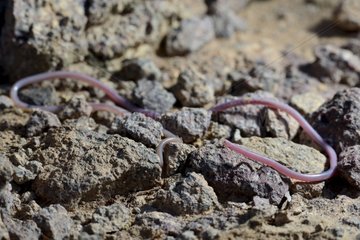 Beaked thread snake on rocks - Ouarzazate Morocco