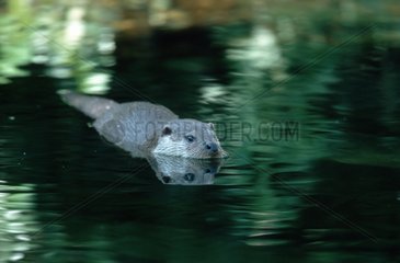 Europäischer Otter schwimmen Deutschland