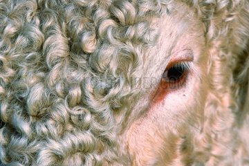 Eye Charolais Cow und Wavy Coat Ain France