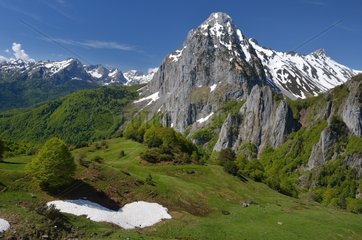 Beech-fir - Massif Billare Pyrénées France