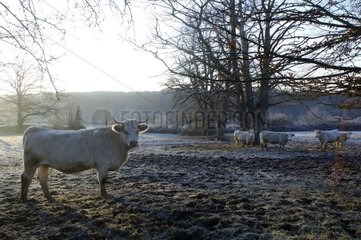 Oxen charolais in a field frosted Burgundy France