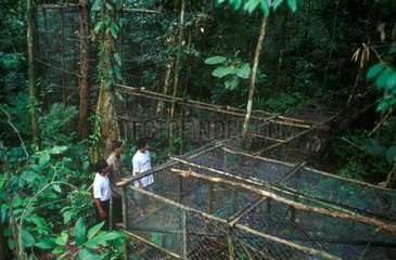 Birdcage for gibbons Projet Kalaweit Indonesia