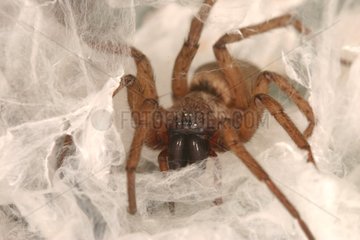 Gnaphosid Spider with its cocoon Evere Belgium