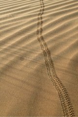 Spuren von Insekten in den Vereinigten Arabischen Emiraten von Dunes]