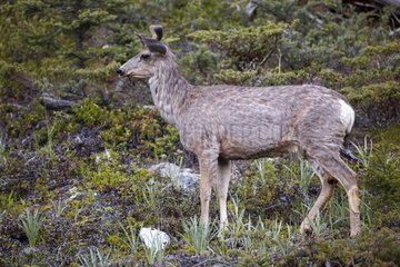 White-tailed deer - Jasper Canada