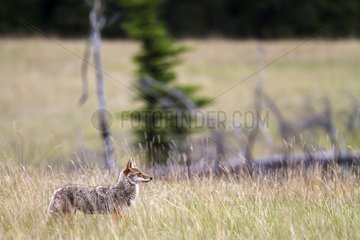 Coyote in grass - Jasper Canada