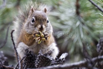 American Red Squirrel eating cones - Jasper Canada