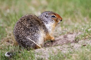 Columbian ground squirrel on grass - Banff Canada