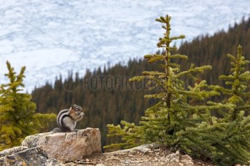Golden-mantled ground squirrel on rock - Banff Canada