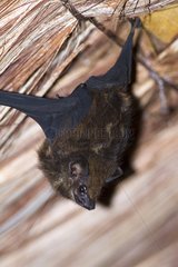 Great Sac-winged Bat suspended - Atlantic Forest Brazil