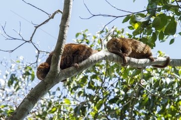 Bristle-spined rats on a branch - Atlantic Forest Brazil