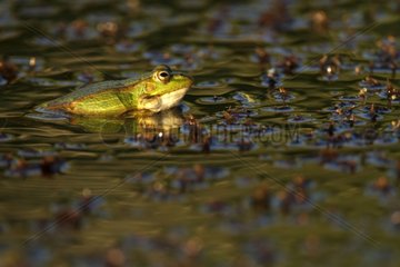 Perez's frog on the water surface - Aragon Spain