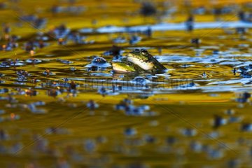 Perez's frogs mating on the water surface - Aragon Spain