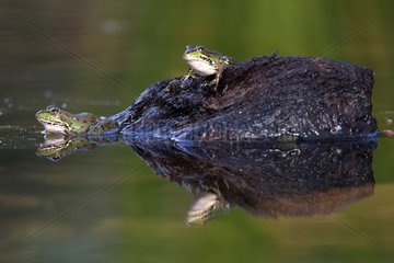Perez's frog on the water surface - Spain