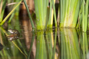 Perez's frog on the water surface - Spain