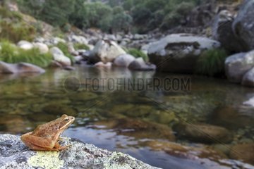 Iberian Frog on the bank - Jerte Valley Spain