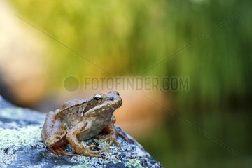 Iberian Frog on a rock - Jerte Valley Spain