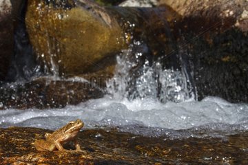 Iberian Frog in front of waterfall - Jerte Valley Spain