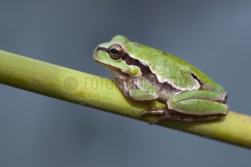 European tree frog on stem - Alcudia Valley Spain