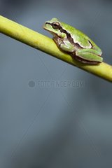 European tree frog on stem - Alcudia Valley Spain