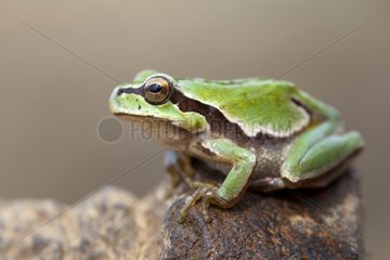 European tree frog on stump - Alcudia Valley Spain