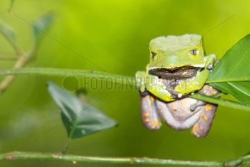 Giant Monkey Frog on stem - Atlantic Forest Brazil