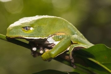 Giant Monkey Frog on stem - Atlantic Forest Brazil