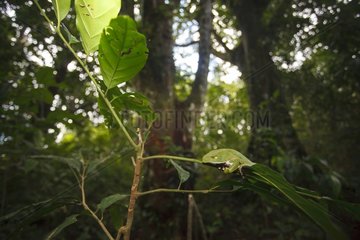 Giant Monkey Frog in undergrowth - Atlantic Forest Brazil