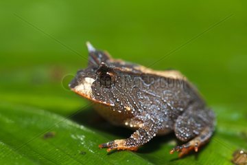 Horned Frog on a leaf - Atlantic Forest Brazil