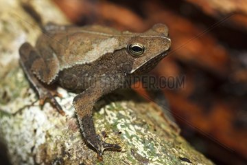 Beaked Toad on a branch - Atlantic Forest Brazil