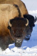 American Bisons in the snow - Yellowstone USA