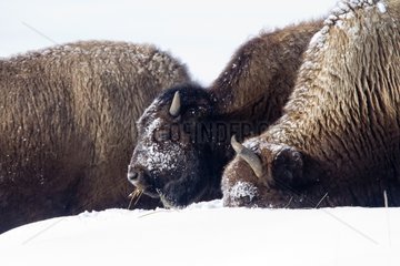 American Bisons in the snow - Yellowstone USA