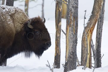 American Bison in the snow - Yellowstone USA