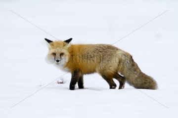 Red Fox in the snow - Yellowstone USA
